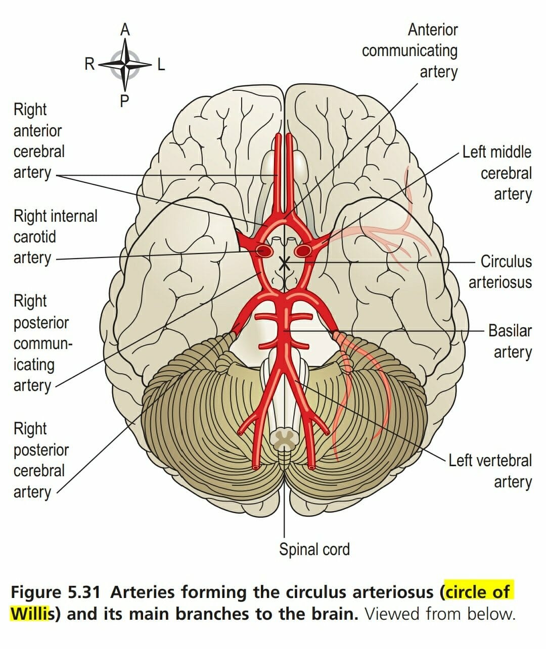 circle-of-willis-or-circulus-arteriosus-the-nurse-page